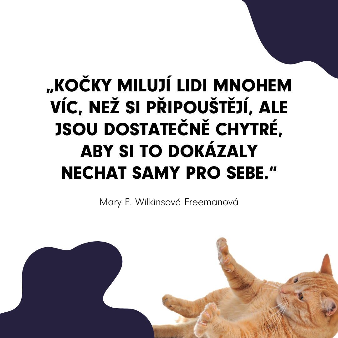 kočiči moudrost